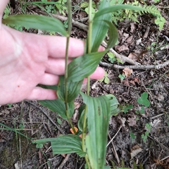 Epipactis helleborine