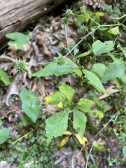 Geum