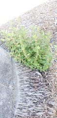 Parietaria judaica