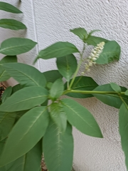 Phytolacca americana