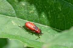 Pyrrhocoris apterus