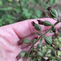 Epipactis helleborine
