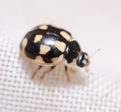 Propylea quatuordecimpunctata