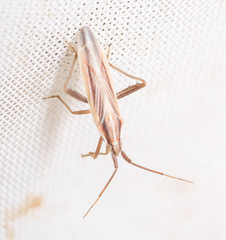 Stenodema trispinosum