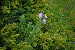 Linum hypericifolium