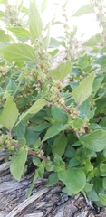 Parietaria judaica