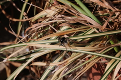 Eristalinae
