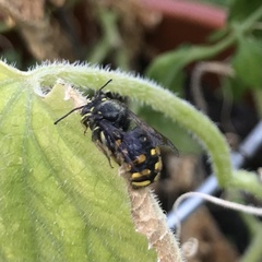 Anthidium manicatum