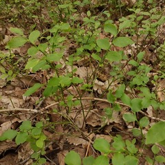 Vaccinium myrtillus