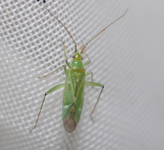 Blepharidopterus angulatus