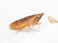Aphrodes
