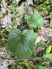 Geum