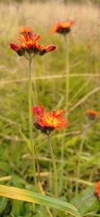 Pilosella aurantiaca