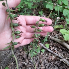 Epipactis helleborine