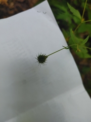 Geum