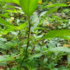 Acalypha virginica