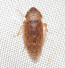 Aphrodes