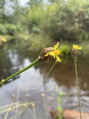 Xyris fimbriata