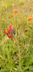 Pilosella aurantiaca