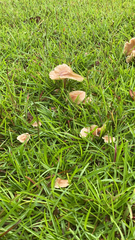 Marasmius oreades