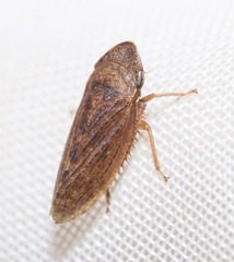 Aphrodes