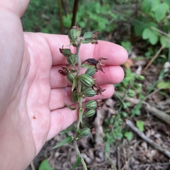 Epipactis helleborine