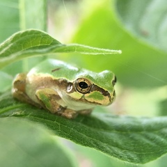 Hyla japonica