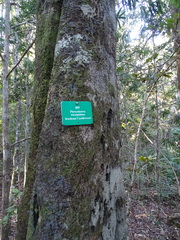 Pterocelastrus tricuspidatus