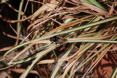 Eristalinae