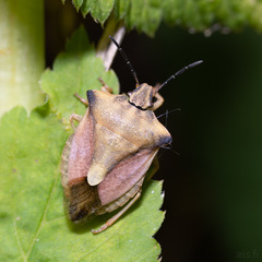 Carpocoris fuscispinus