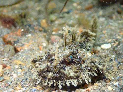 Monkfishes