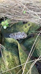 Osteopilus septentrionalis