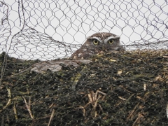 Athene noctua