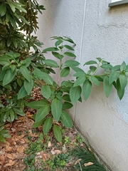 Phytolacca americana