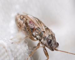 Nysius thymi