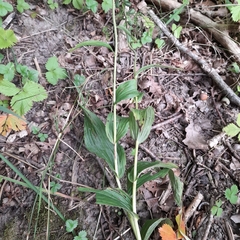 Epipactis helleborine