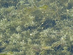 Elodea canadensis