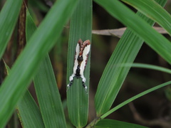 Eudryas unio
