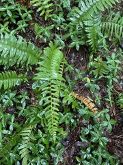 Polystichum acrostichoides