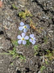 Leptosiphon grandiflorus