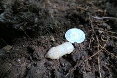 Odontotaenius disjunctus