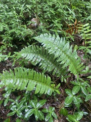 Polystichum acrostichoides