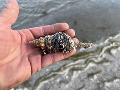 Triplofusus giganteus