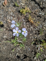 Leptosiphon grandiflorus