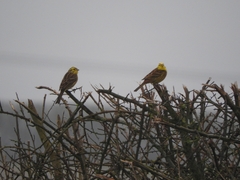 Emberiza citrinella