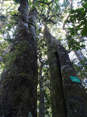 Pterocelastrus tricuspidatus