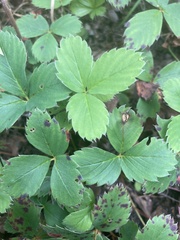 Fragaria virginiana