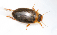 Rhantus exsoletus