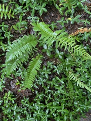 Polystichum acrostichoides