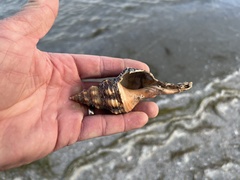 Triplofusus giganteus